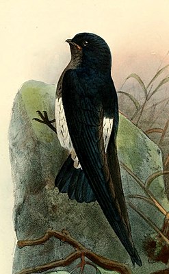 Sao Tomé Sailor (Zoonavena thomensis)