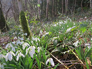 Eirlysiau, Nant y Ffrith