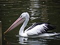 Pelican