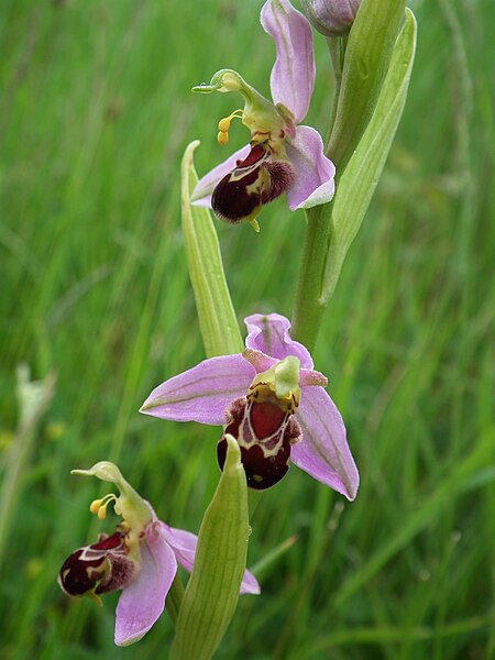 Delwedd:Bee orchid.JPG