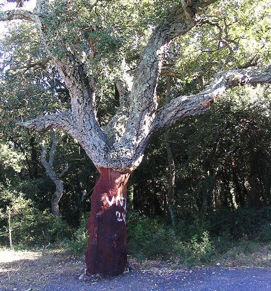 Delwedd:Quercus suber5.jpg