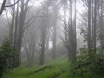 San Francisco: Daearyddiaeth, Adeiladau a chofadeiladau, Pobl o San Francisco