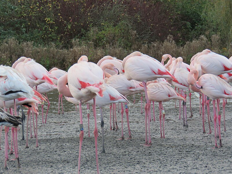 Delwedd:Slimbridge11LB.jpg