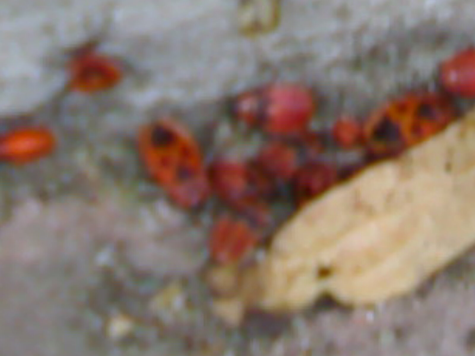 Nebeltrinker-Käfer – Wikipedia