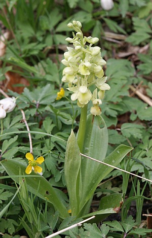 Datei:Orchispallens1.jpg