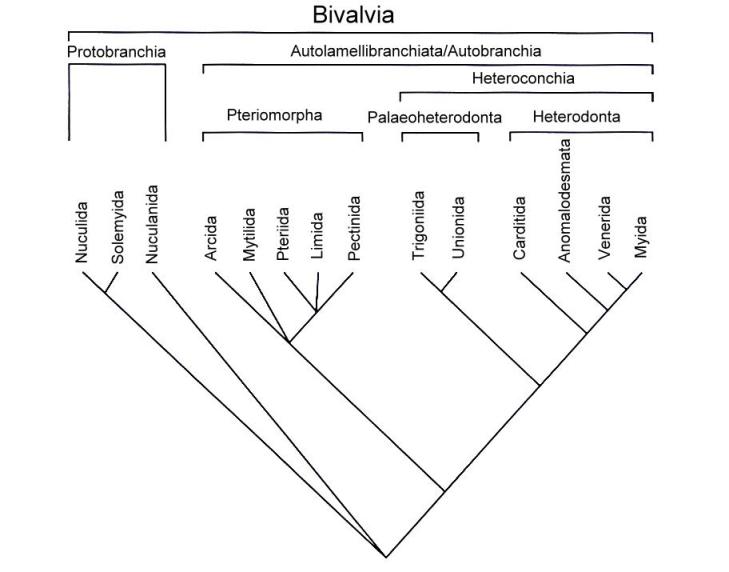 Кладограмма больших групп мидий (Bivalvia) (на основе Bieler & Mikkelsen; 2006)