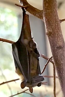 Palm bat (Eidolon helvum)