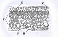 Vorschaubild der Version vom 22:24, 8. Mai 2006