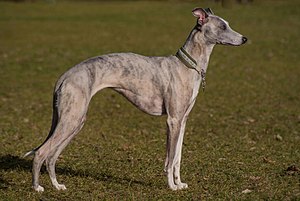 Whippet (breed of dog)