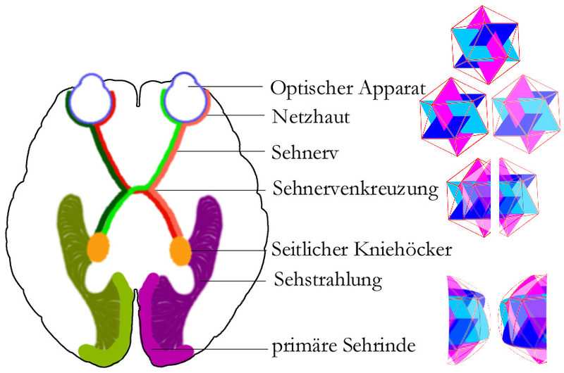 Datei:Sehsystem.png