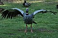 Halsband-Wehrvogel im Tiergarten Nürnberg