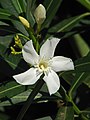 Oleander 4