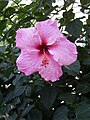 Hibiscus rosa sinensisrosa.jpg