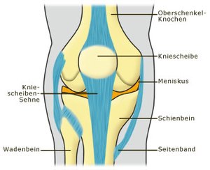 Anatomie Meniskus: Funktion, Schäden am Meniskusapparat, Literatur