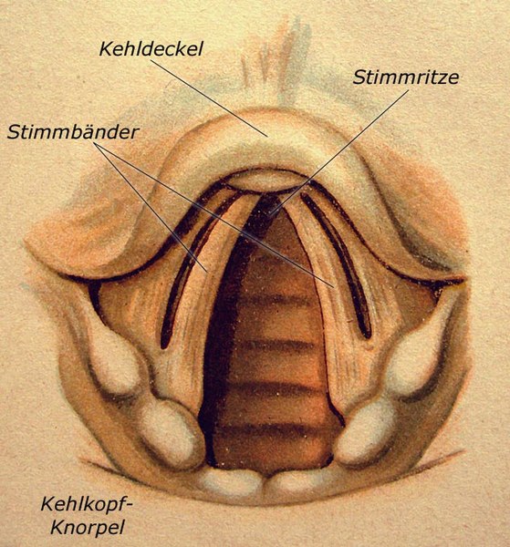 Datei:Kehlkopf beschriftet.jpg