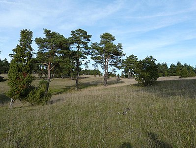 Magerrasenfläche bei Lintlhof