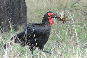 Södra markhornfågel (Bucorvus leadbeateri) som samlar häckande material