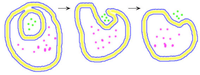 Vesicle formation4.png