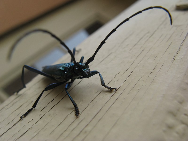 Datei:Moschusbock auf Holz.JPG