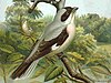 Black-fronted Shrike