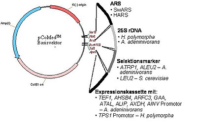 Hefen: Geschichte und Bedeutung, Biologie, Arten