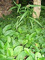 Tradescantia spec. umgeben von Omphalodes verna