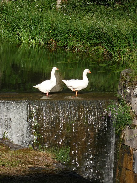 Datei:Zwei Gänse am Alten Kanal.JPG