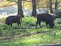 Wisent