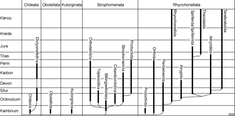 Datei:Rhynchonelliformea classification.png