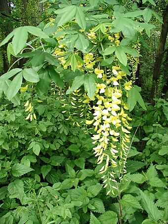 Forstbotanischer Garten Koln Wikiwand