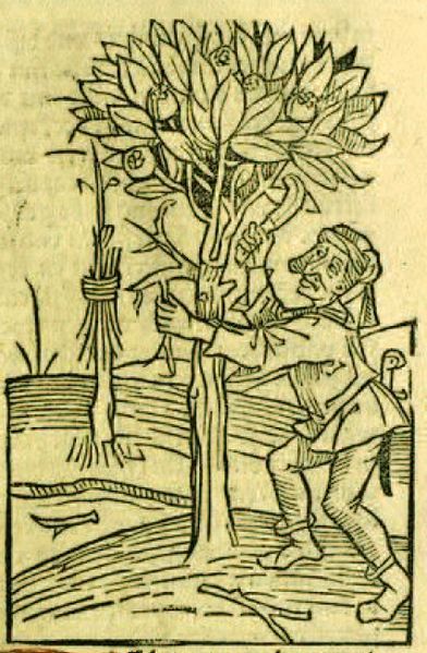 Datei:Heppelyn crescentiis 1493.jpg