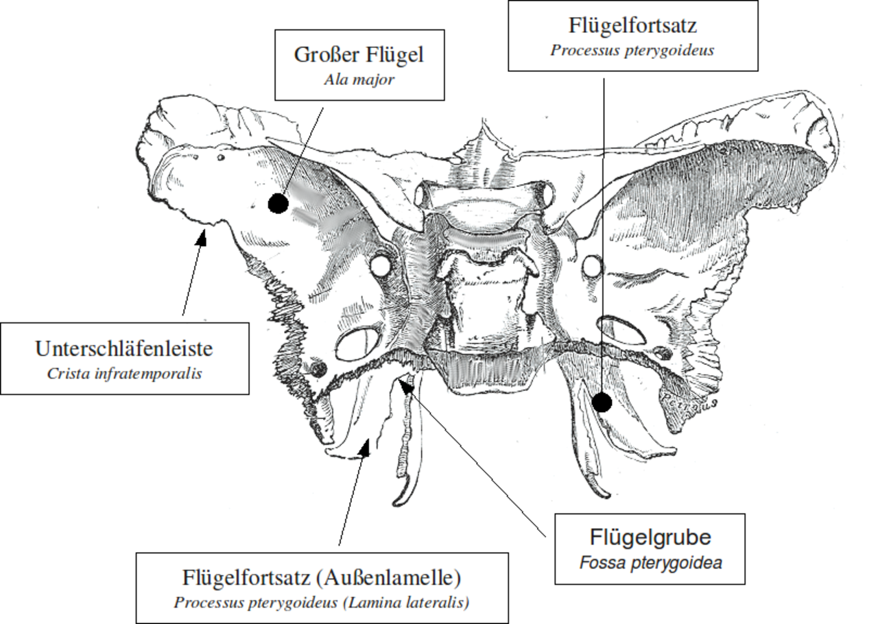 Canalis pterygoideus анатомия