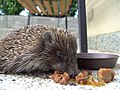 Gast-Igel bei der Mahlzeit