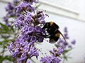 Erdhummel (Bombus terrestris) sammelt Nektar an einem Keuschlamm (Vitex-agnus-castus).