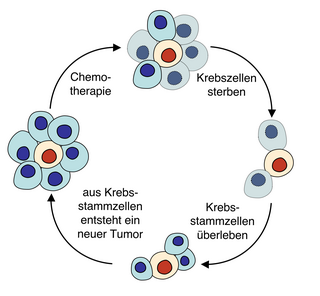 Krebsstammzellen oder Tumorsta