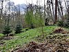 Arboretum Forstmeister-Tannen in Ballenstedt