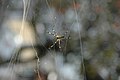 Nephila-Spinne auf Shikoku