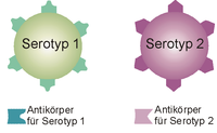 Serotyp