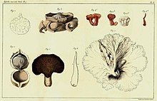 Abbildung aus: Nova genera et species plantarum Florae Javanicae. 1840.