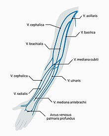 In der Abbildung ist der Oberarm, der Unterarm und die Hand mit 5 Fingern zu sehen. Am distalen Ende des Oberarms „entspringen“ die Venen und werden zum proximalen Ende hin größer und enden in der Vena axillaris. Wichtige Venen des Unterarms sind Vena radialis, Vena cephalica, Vena ulnaris, Vena brachialis und Vena basilica.