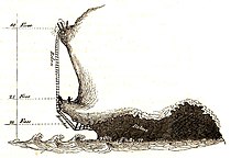 Die gefahrvolle Ernte der essbaren Schwalbennester an der felsigen Südküste Javas in ausgespülten Höhlen. Die aus Rotan gefertigten Gerüste wurden bis zum Ende dieser Höhlen an der Decke aufgehängt[181]