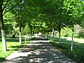 Allee im Schlosspark