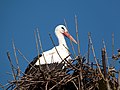 Weißstorch (Ciconia ciconia) im Nest