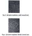 Ein männliches (oben) und ein weibliches (unten) Exemplar von Gongylonema neoplasticum[30]