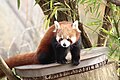 Kleiner Panda im Zoo Karlsruhe