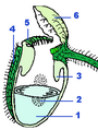 Morphologie Cephalotus