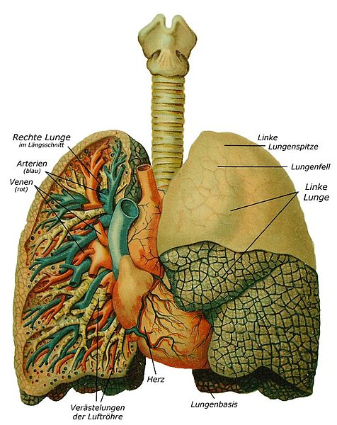 Datei:Lunge.jpg