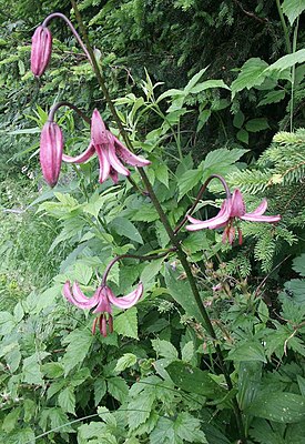 Török liliom (Lilium martagon)