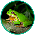 European-tree-frog.png