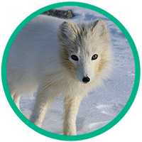 Arctic-fox.png